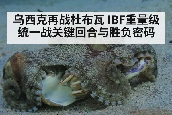 乌西克再战杜布瓦 IBF重量级统一战关键回合与胜负密码
